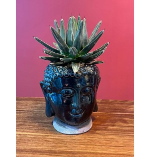 Buda heykel terrarium